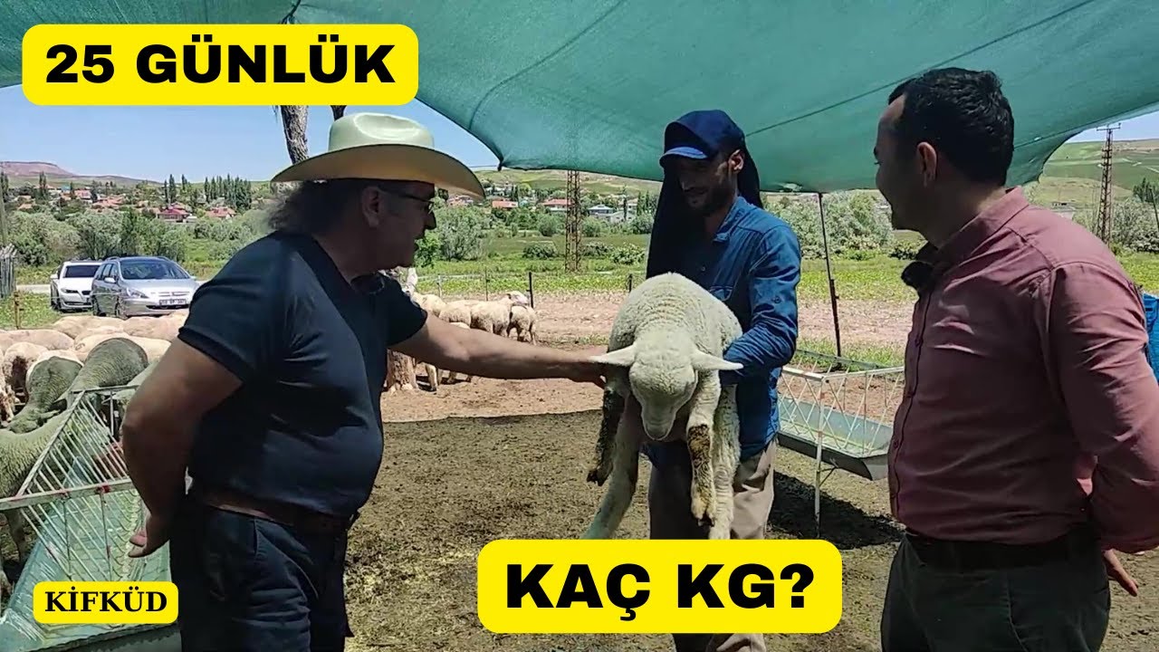 Овцеводческая ферма Мутевази (Сколько килограммов весит 25-дневный ягненок? КИФКУД)