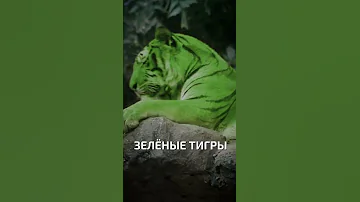 Зелёные тигры  - интересные факты