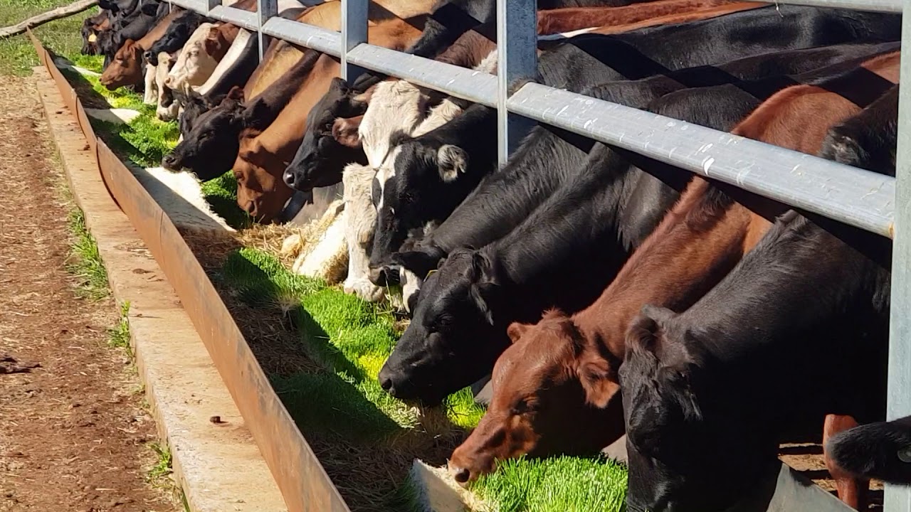 Smart Farmers Like This One In Queensland Australia Feeding Fodder ...
