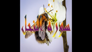 القرآن الكريم , سورة النحل من الآية 1 الى الآية 29 , تلاوة هادئة و جميلة تريح القلب😔