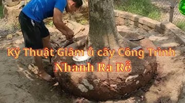 hướng Dẫn Giâm Ủ Cây Công Trình Đúng Kỹ thuật| Nhà Vườn Vũ Tiến
