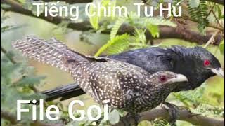 Tiếng Chim Tu Hú File Gọi Đánh năm 2024