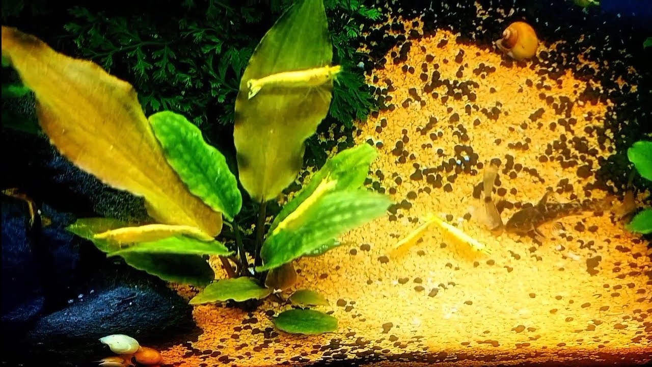 Hồ bucep tép vàng Đài Loan 1 tuần - Cá chuột xới đất ;))