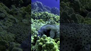 Puffer fish #ocean #scubadiving #travel #underwater #pufferfish
