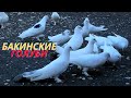 Бакинские голуби Гусейнова Теймура! #pigeons #baku
