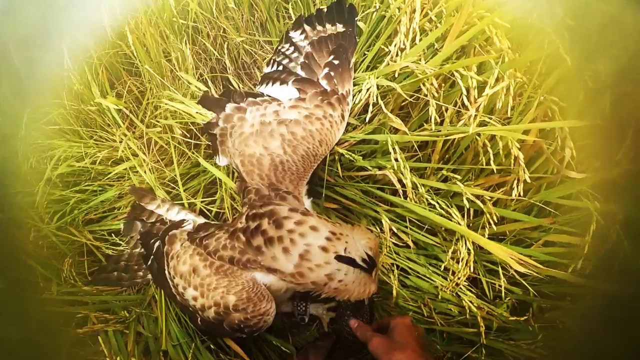 mountain hawk eagle hunting 