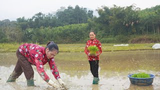 Incredible diligence of farmers, Sow rice seeds and spring rice planting | Điền Tiểu Vân