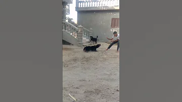 شوف اشرس نتايه روت ويلر 