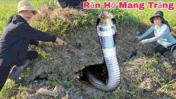 Cuộc Gọi Khẩn Cấp Của Người Dân Phát Hiện 2 Con Rắn Hổ Mang Trắng Trên Ngôi Mộ Cổ