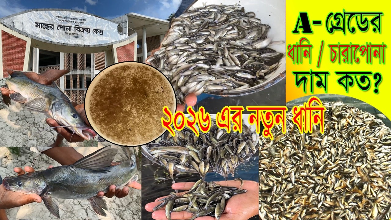 বর্তমান নতুন রেনু ও ধানি পোনা মাছের পুকুর রেট যেনে নিন।২০২৬ এর আপডেট পোনা মাছের দাম কত? নম্বর সহ।।
