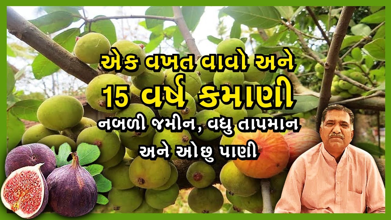 નબળી જમીન,વધુ તાપમાન અને ઓછું પાણી ll એક વખત વાવો અને 15 વર્ષ શાંતી ll નોખી અને અનોખી અંજીરની ખેતી.