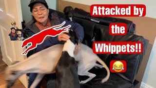 Do Whippet dogs likes a cuddle? #funny#running#funnyvideo#whippet@MyrnaFILOandthedogs by Myrna FILO and the dogs 114 views 1 year ago 2 minutes, 1 second