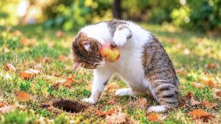 My Cat Plays Apple Golf 😂 | No AI, No Music
