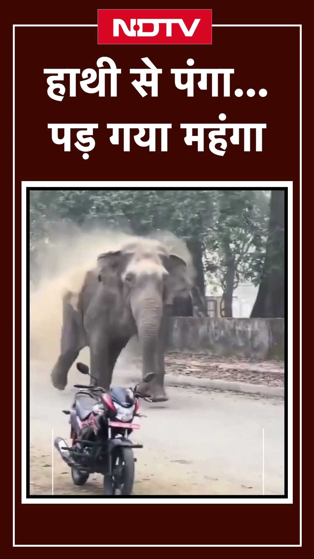 Elephant Viral Video: हाथी से पंगा लेना कुत्ते को पड़ा महंगा, वीडियो सोशल मीडिया पर वायरल | SHORTS
