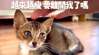 [CC SUB] Skinny kitten gains weight to survive by 西樹 Xishu&Cats 4,646 views 5 months ago 8 minutes, 2 seconds