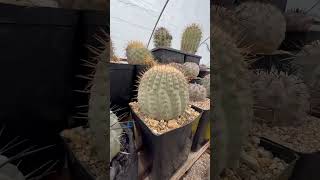 Cactus collection in my greenhouse #cactusquest #plants #garden