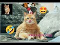 Cute funny animals videos |  cats funniest video 🤣😆