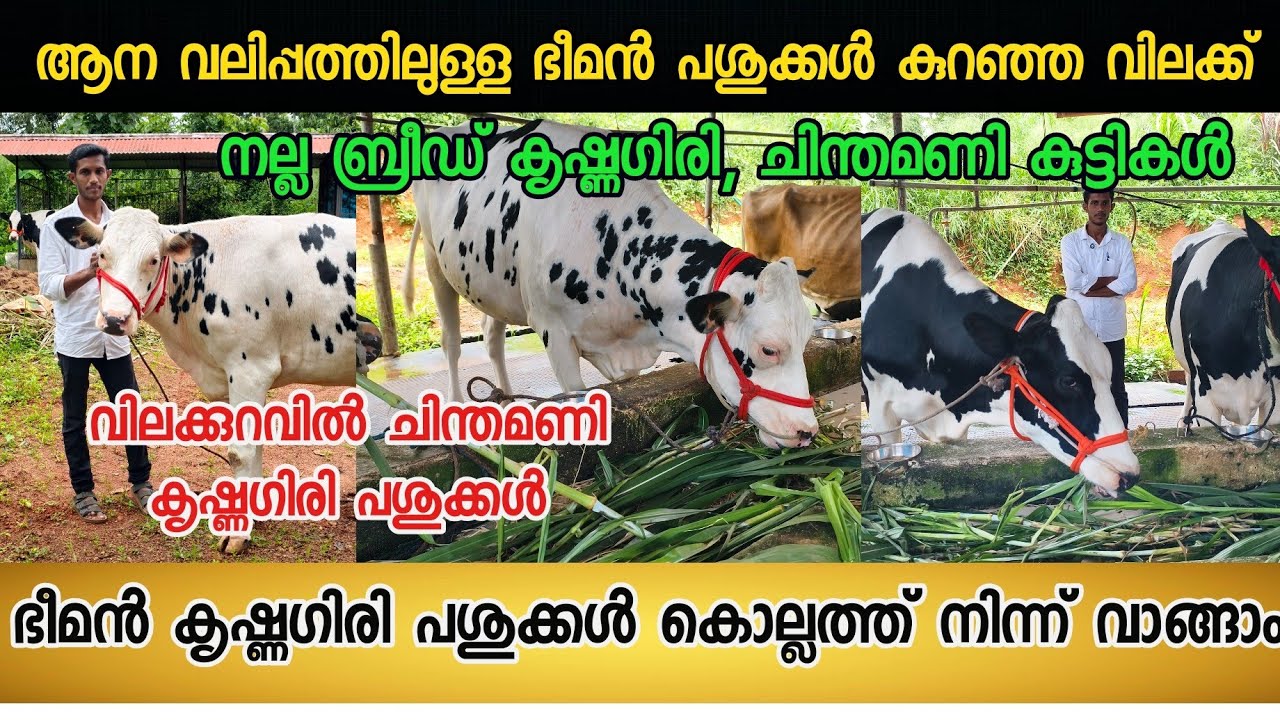 ആന വലിപ്പത്തിലുള്ള ഭീമൻ കൃഷ്ണഗിരി പശുക്കൾ നല്ല ബ്രീഡ് കൂട്ടികൾ കുറഞ്ഞ വിലക്ക് കൊല്ലത്ത് വാങ്ങാം