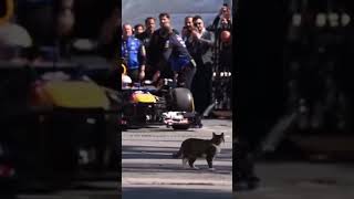 F1 de kedi detayı #youtube #tarih