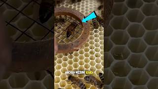 How Beekeepers Safely Mark the Queen Bee 🐝👑 #usashorts