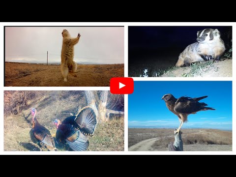 Wildlife Diversity on Greeley's Newest Natural Area