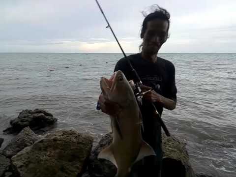  Mancing Ikan  Senangin YouTube