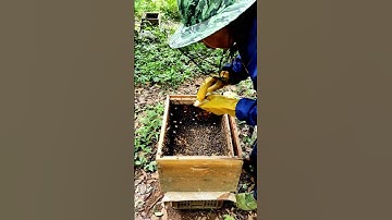 Professional beekeeper