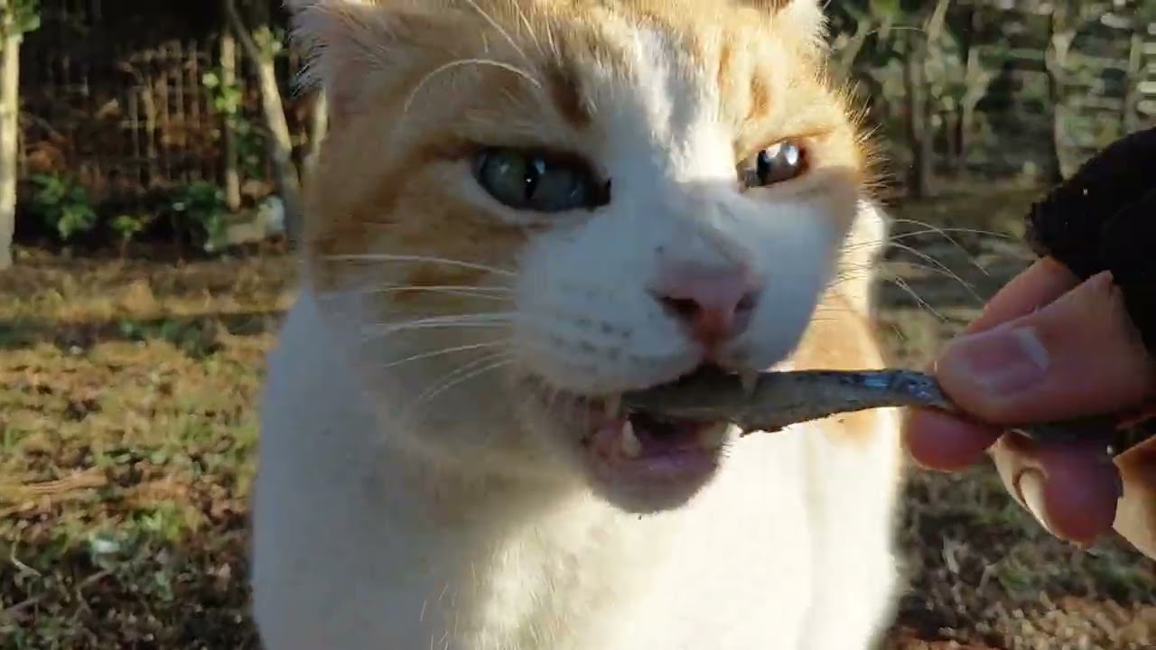 呼ぶと住宅の方から走って降りてきてくれたもみじ君❗久々お兄さんからキビナゴ🐟良かったね！お決まり持っていき｢ウマウマ｣(笑)❗ササミよりもキビナゴ🐟催促するもみじ君❗持っていきパクパク何だニャン♥️