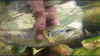 Първият Ми Излет За Пъстърва