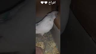 بادجي بلابل بلبل_العراق