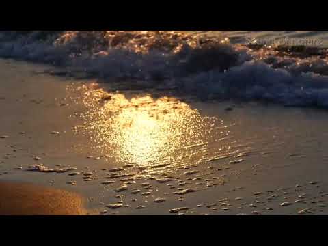 the sound of sea buckthorn seagulls--deniz lepeleri martılarin sesi