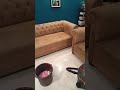 Sofa Cleaning At Home