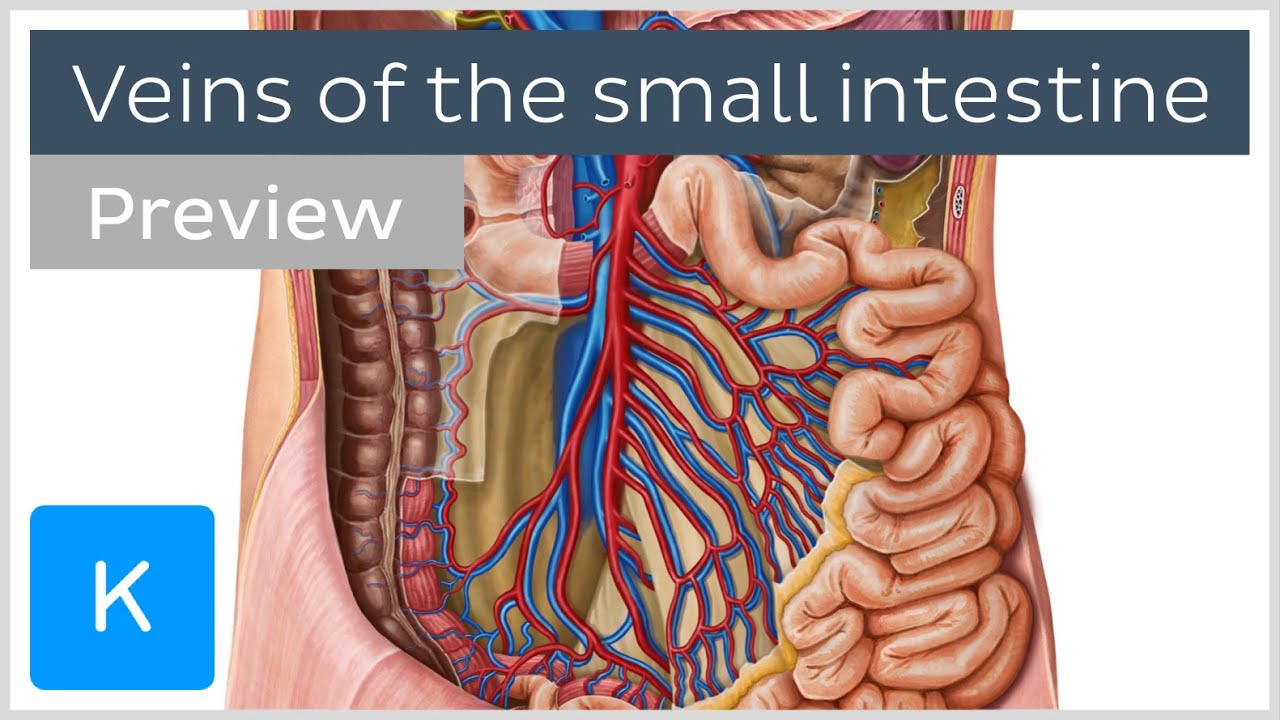 Veins Of The Small Intestine preview Human Anatomy Kenhub YouTube Veins Of The Small Intestine preview Human Anatomy Kenhub YouTube