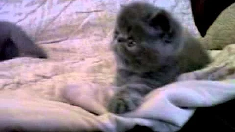 Video 2513651: exotic male kitten, exotic kittens playing, litter