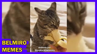 Belmiro Memes: Dublagens de animais engraçados - Episódio 141