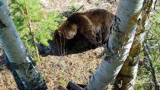 ГОЛОДНЫЙ МЕДВЕДЬ ПРИШЁЛ НА ПРИВАДУ / ЖРЁТ ШКУРУ КОРОВЫ / ПЕРВАЯ ЗАСИДКА. ОХОТА НА БУРОГО МЕДВЕДЯ.