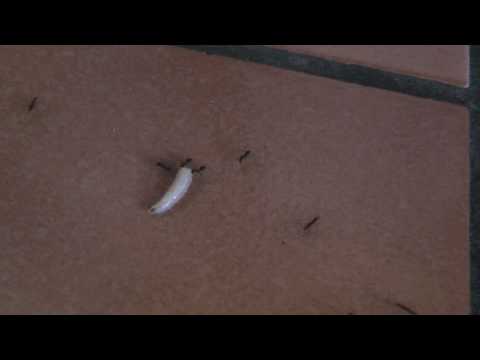 maggot vs ants January 2010