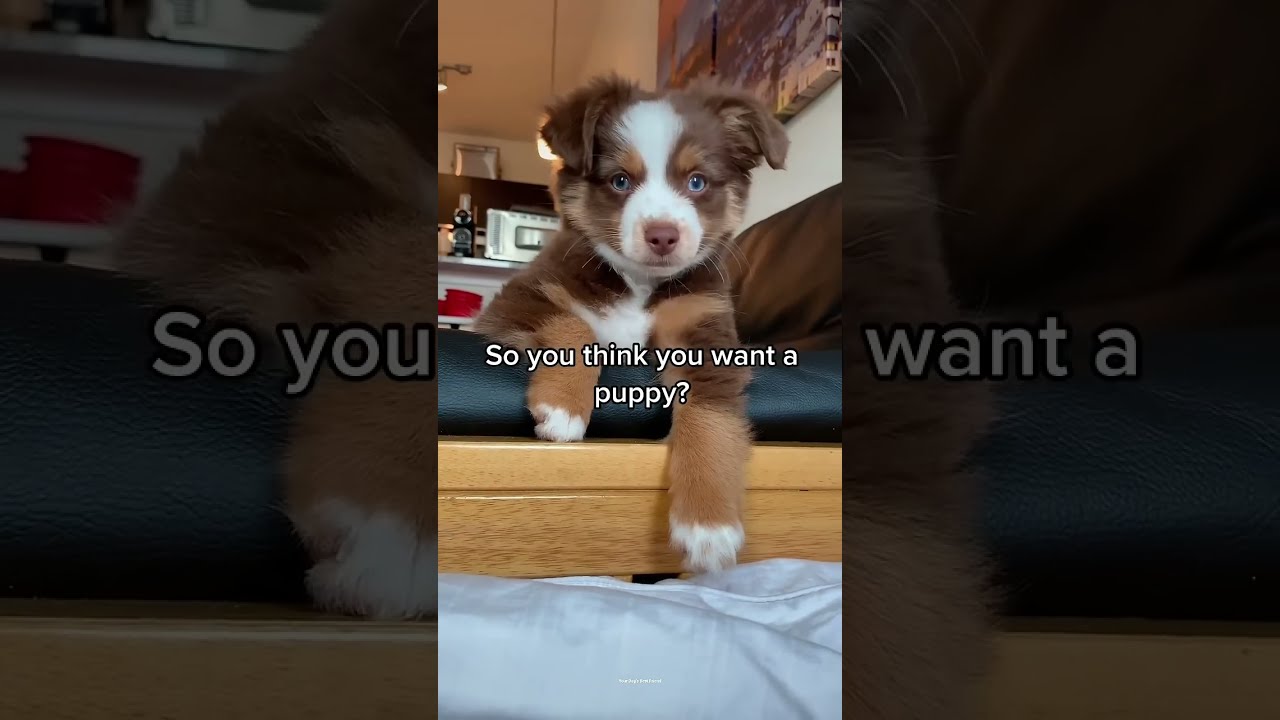 What Having A Puppy Is Like