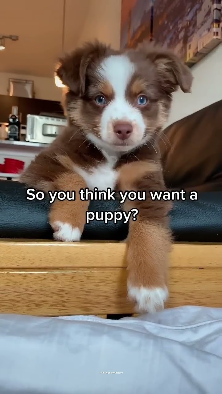 Golden Retriever Meets Puppies for the First Time