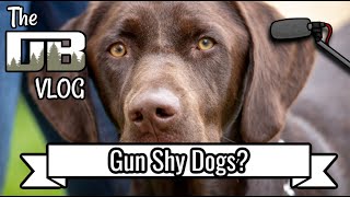 How Do Dogs Become Gun Shy? | Ep: #199 by DogBoneHunter 1,413 views 7 months ago 10 minutes, 48 seconds