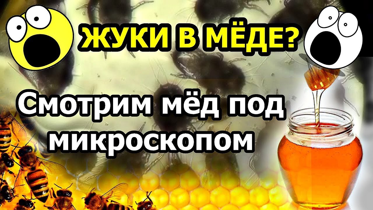 Кровь мед видео. Мед под микроскопом. Рог меда крови.