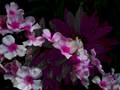 Flower Waltz