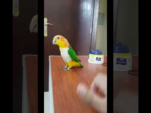 Singing and Dancing Caique Parrot | Talking and Dancing Bird | Orange Head White Bellied Caique |