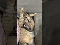 おてんば子猫の成長