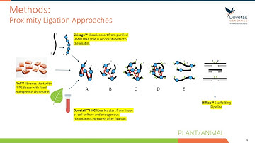 Chicago® and Dovetail™ Hi-C yield chromosome length scaffolds of the Ixodes scapularis genome