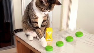 It turns out that cats also have OCD!