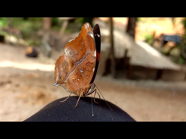 ZooM KupPu-KuPu, Sangat Indah. class=