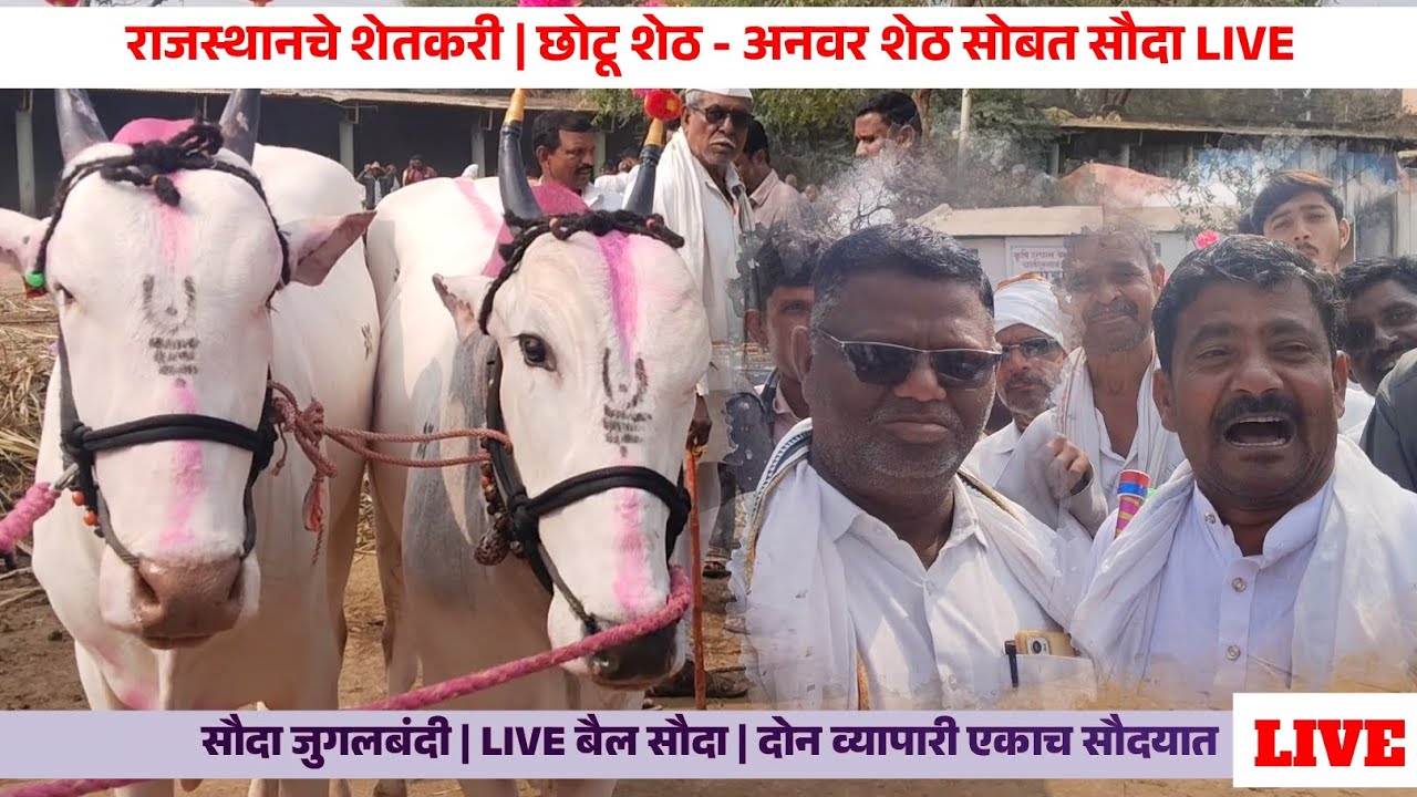 छोटू शेठ -अनवर शेठ | राजस्थान चे शेतकरी | चाळीसगाव बैल बाजार LIVE #bailgadasharyat #बैलबाजार #bull