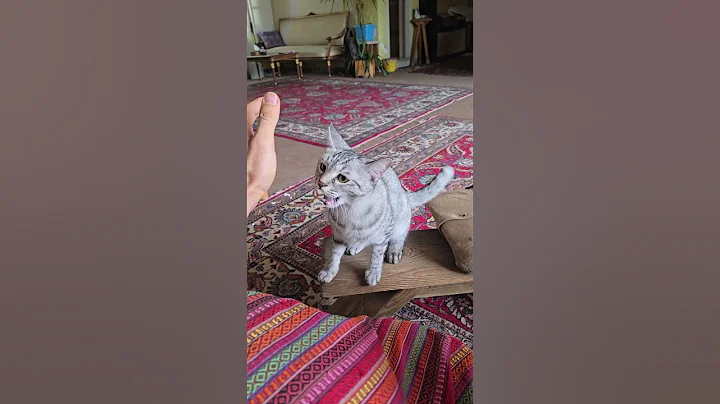 Watch the video about Siberian Egyptian cat angry mode 😆 #becampim #egyptian #sibrian_cat