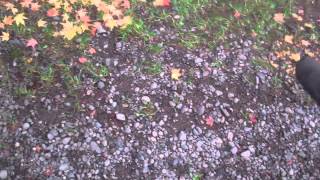 2001 Stihl Bg-85 In Action